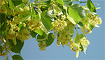 plantes